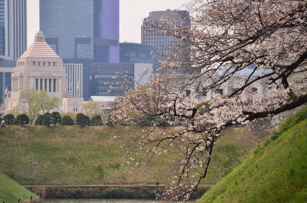 投稿写真：国会議事堂と桜