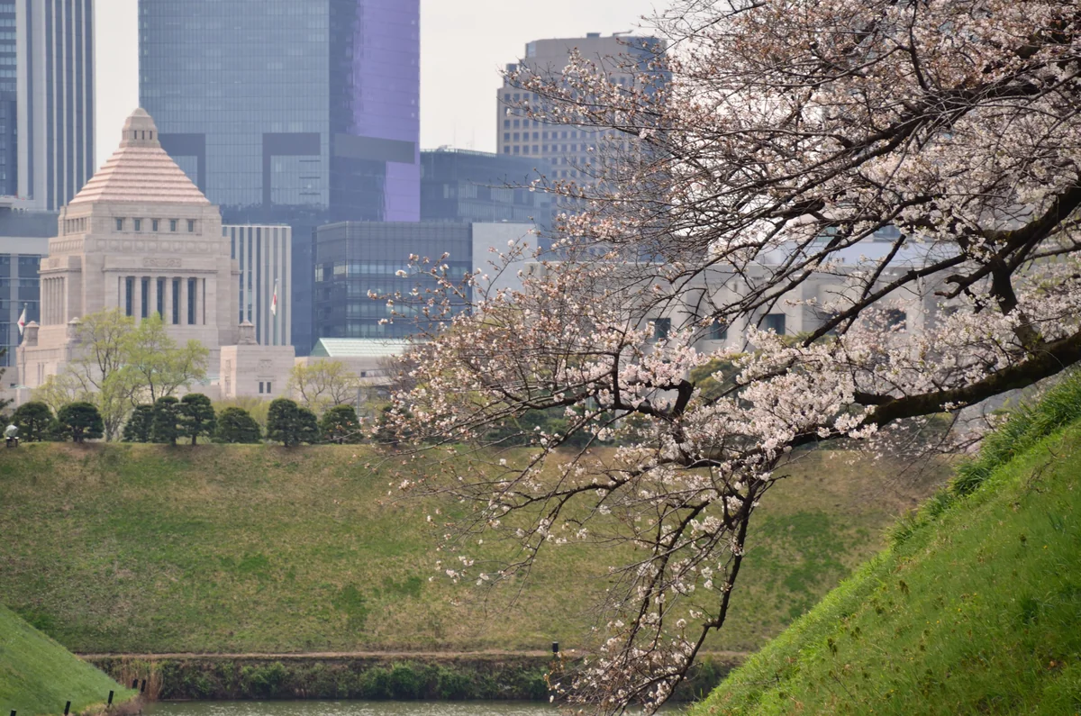 投稿写真：国会議事堂と桜