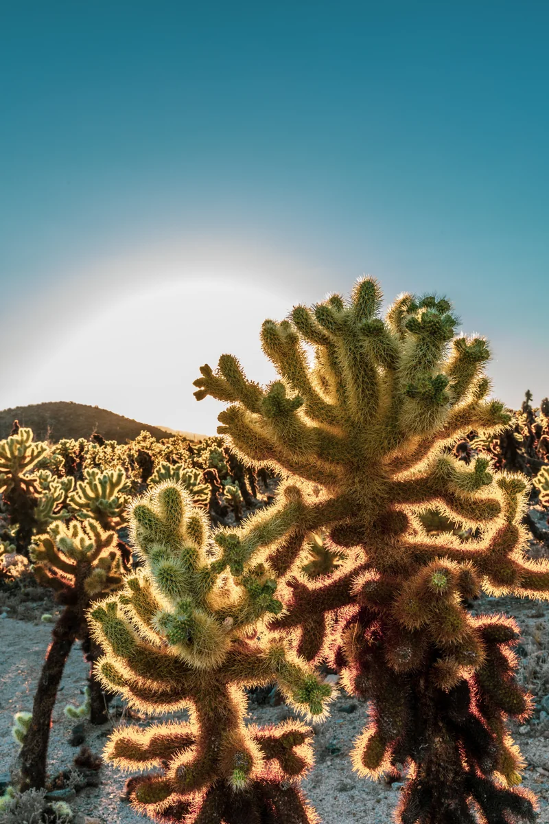 投稿写真：Joshua Tree