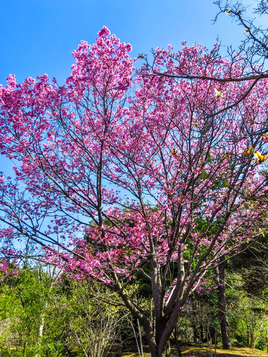 投稿写真：ヨウコウザクラ