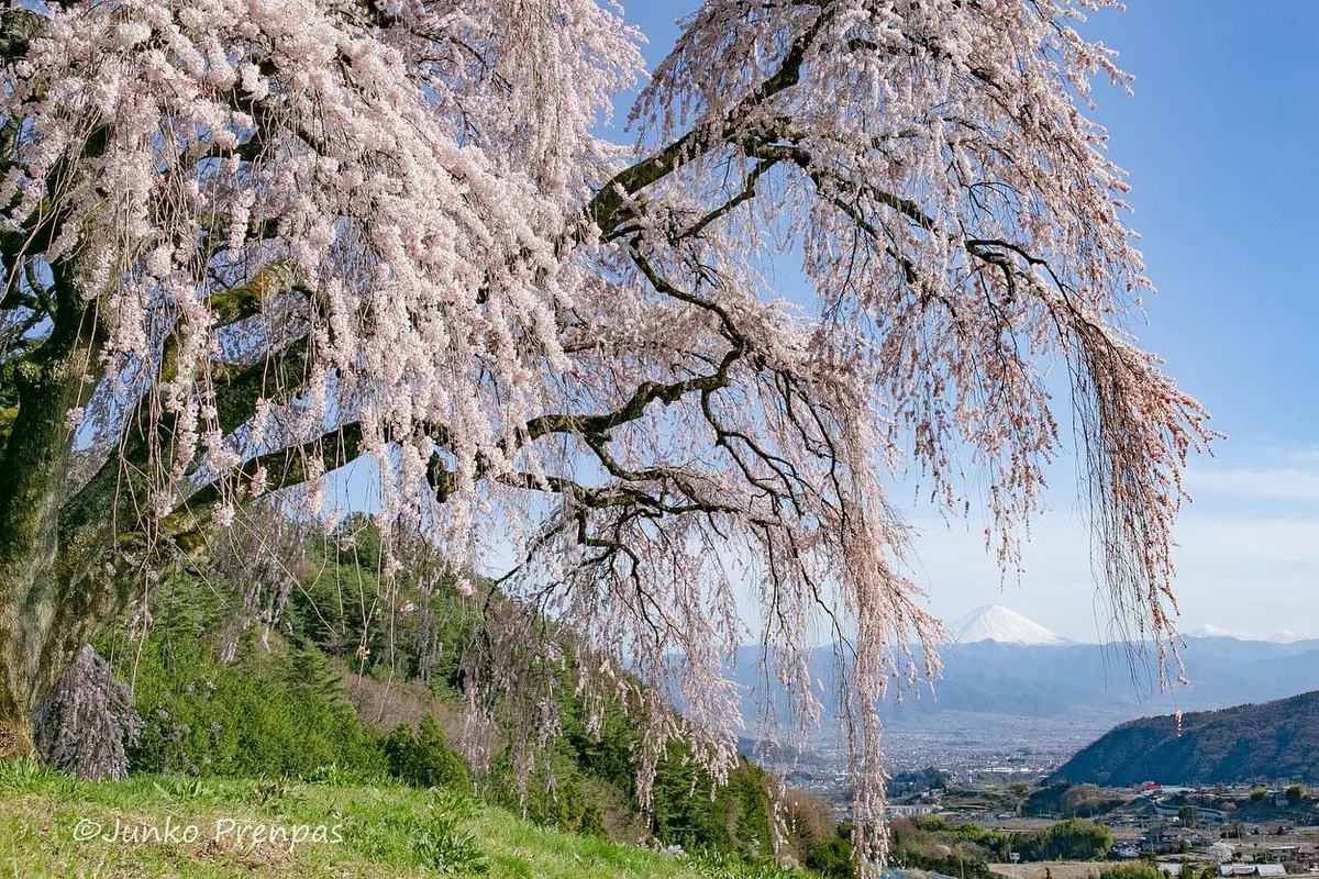 投稿写真：乙ヶ妻の枝垂れ桜