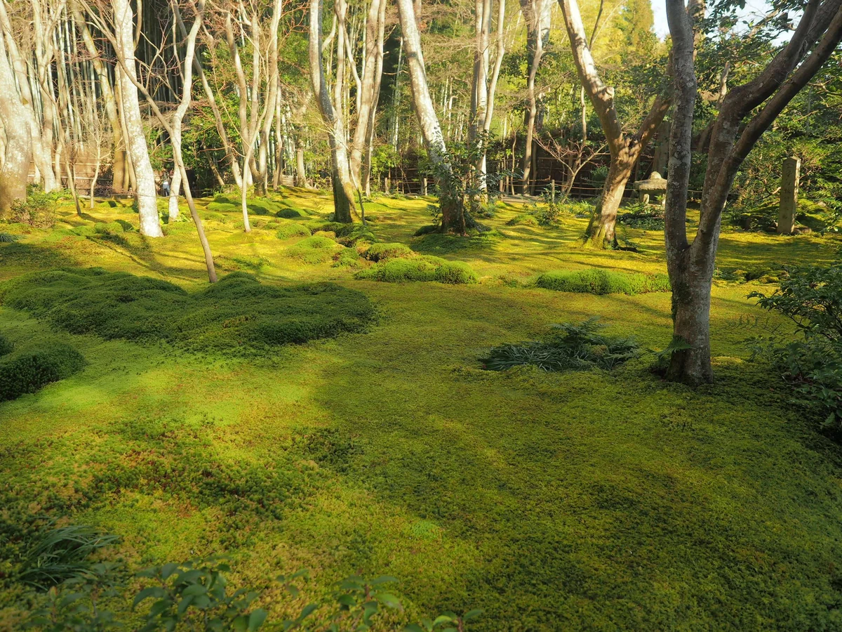 投稿写真：祇王寺