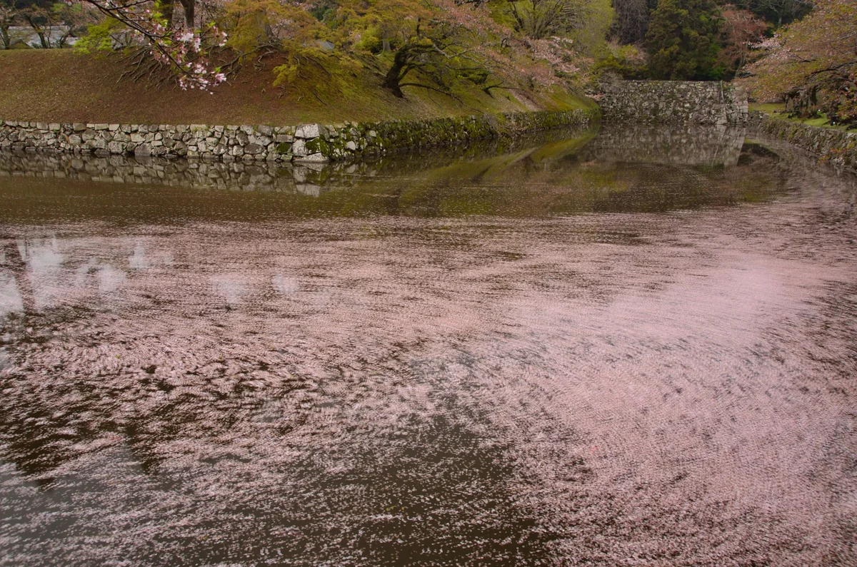 投稿写真：彦根城のお濠の花筏