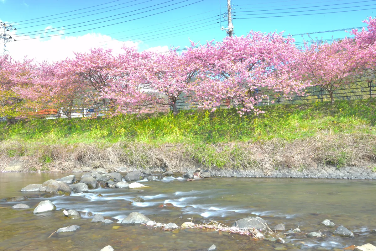 投稿写真：河津川と河津桜