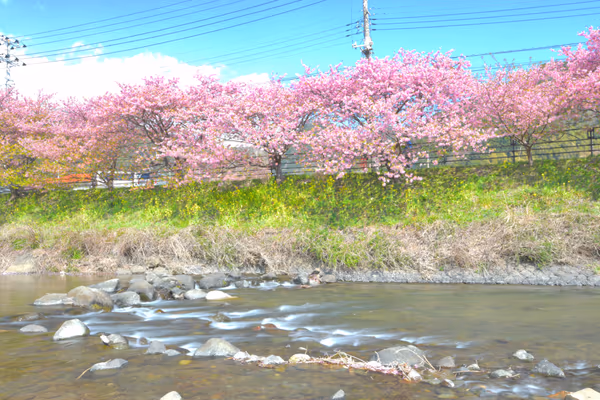 投稿：河津川と河津桜