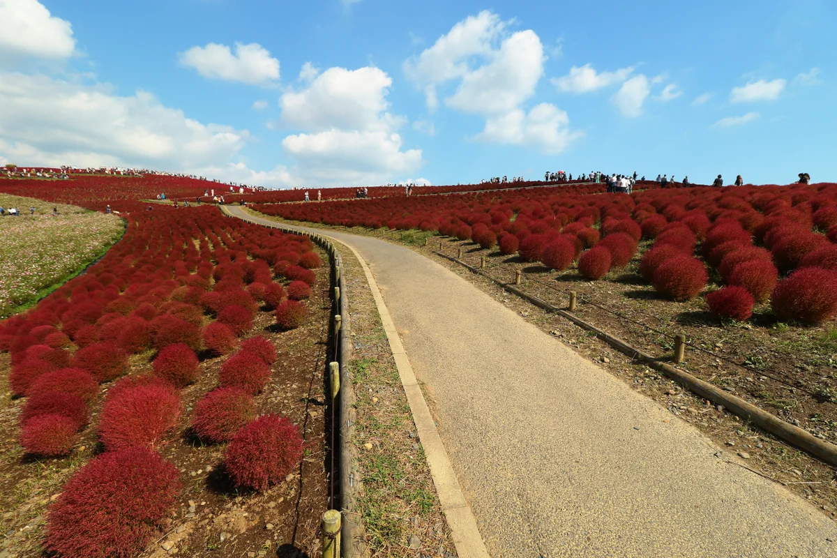 投稿写真：コキアロード