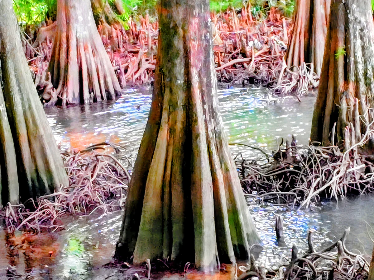 投稿写真：落羽松の森