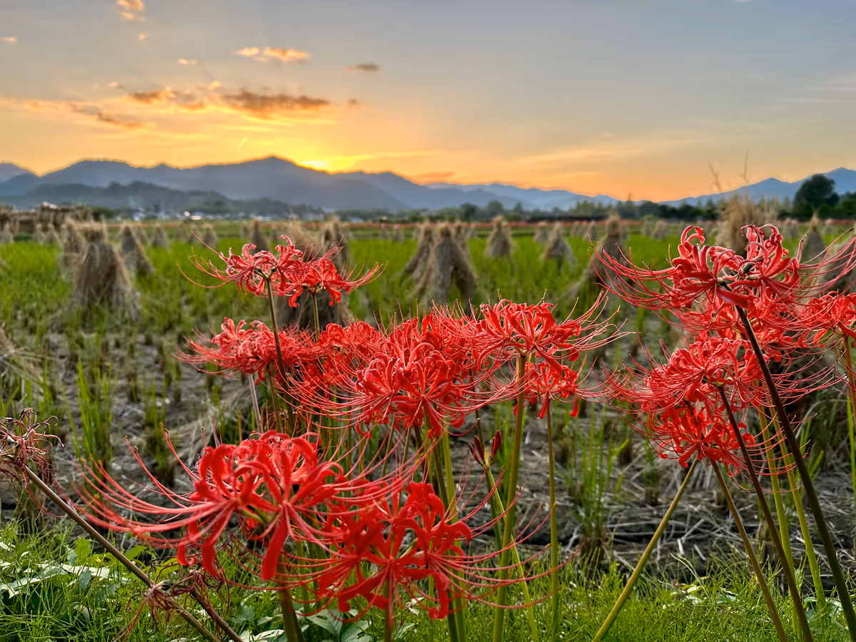 投稿写真：彼岸花夕景