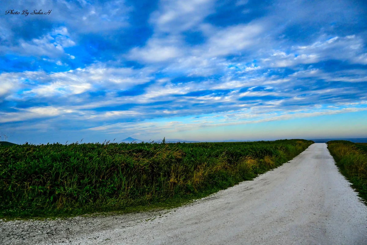 投稿写真：白い道