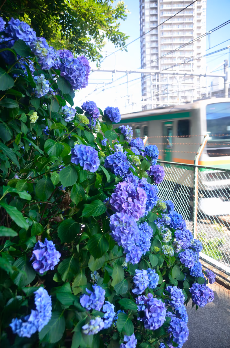 投稿写真：沿線の紫陽花