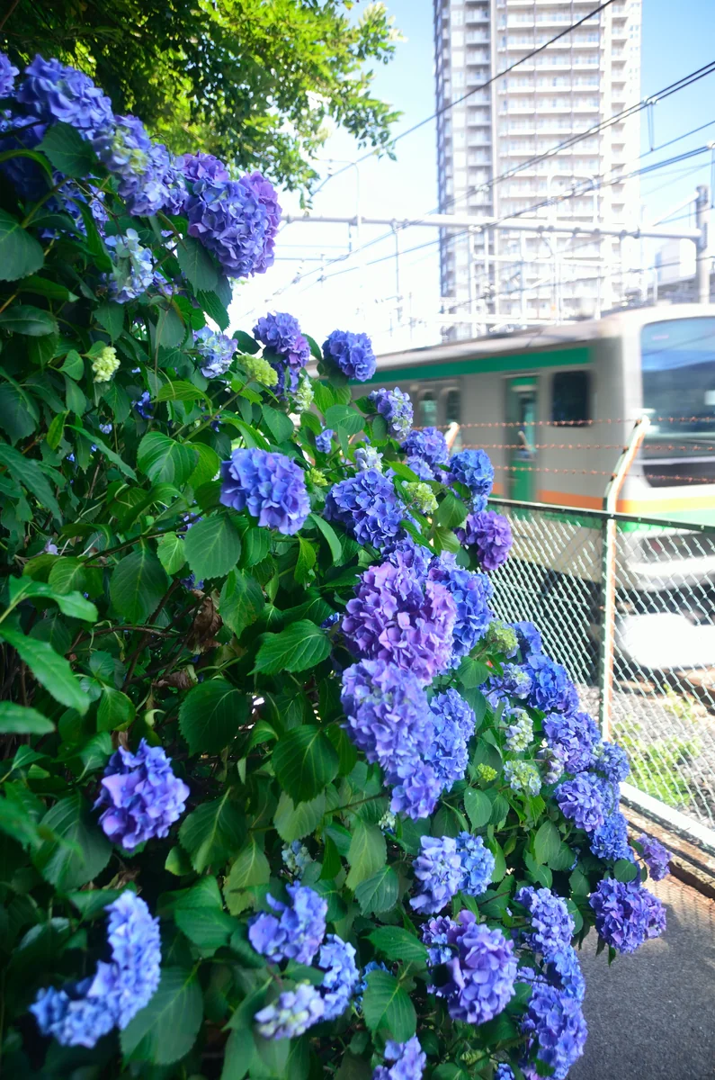 投稿写真：沿線の紫陽花