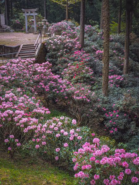 投稿：神域を彩る薄紅色の波
