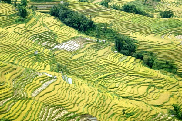 投稿：元陽棚田