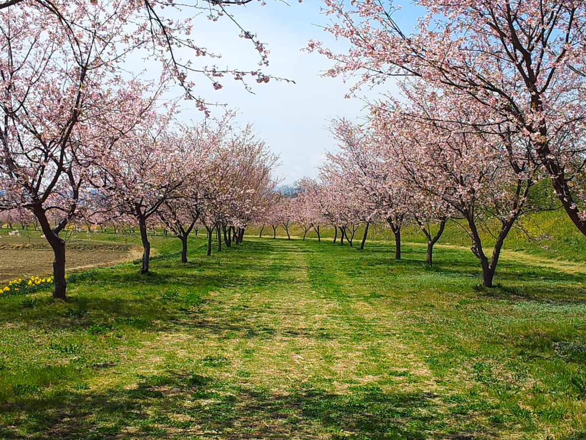 投稿写真：埼玉県 北坂戸 大寒桜