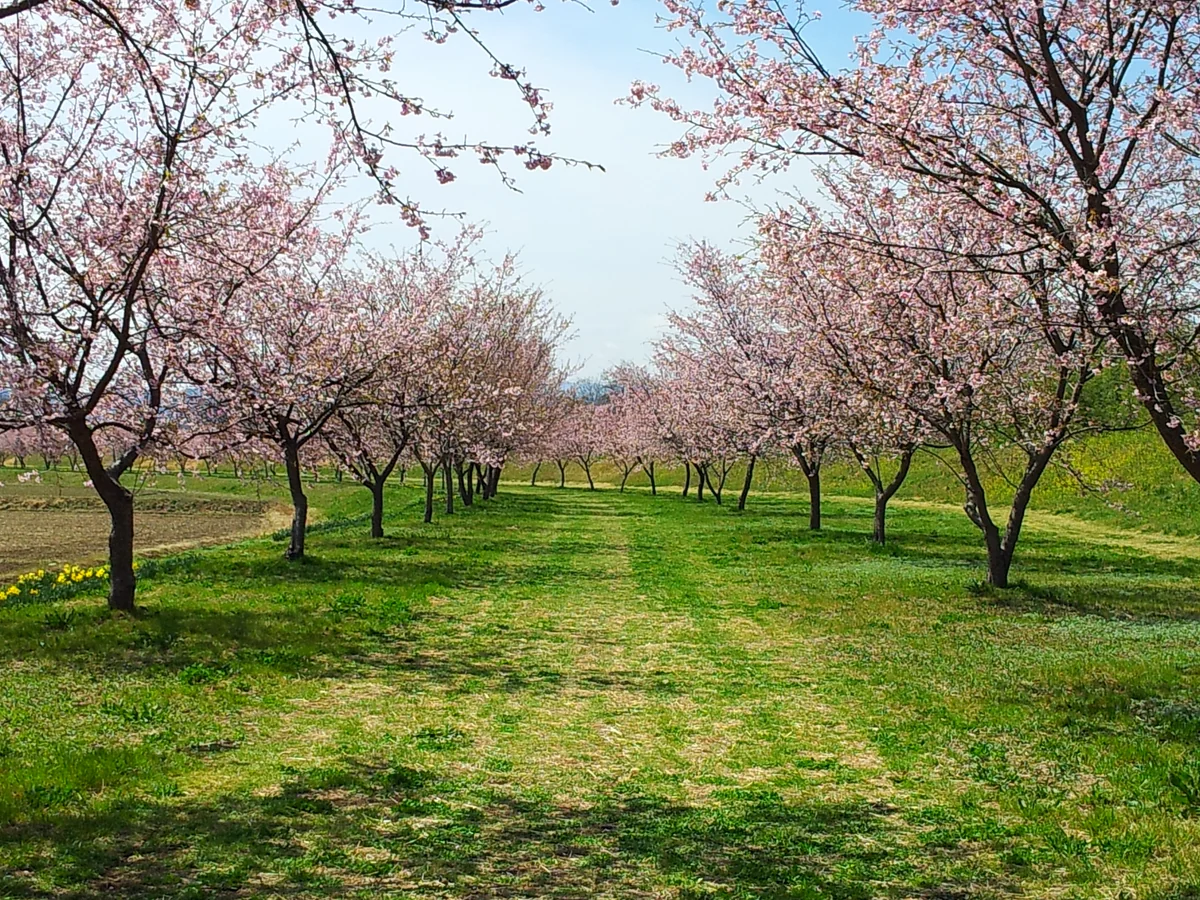 投稿写真：埼玉県 北坂戸 大寒桜