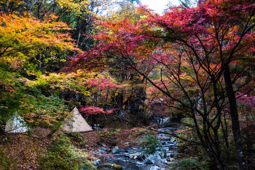 投稿写真：道志村の紅葉