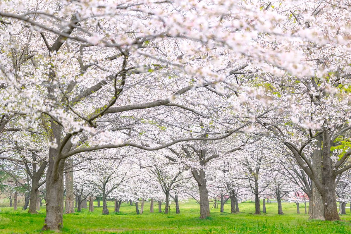 投稿写真：舎人、桜の園