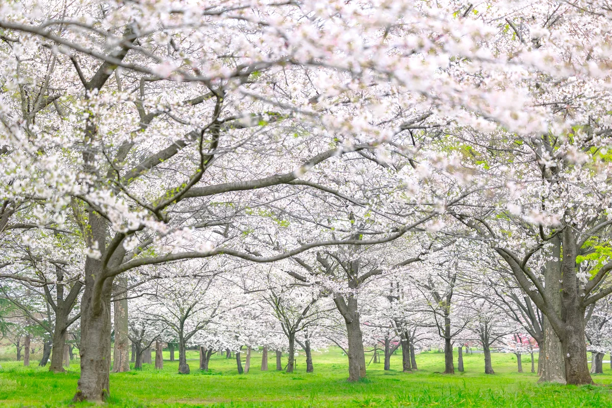 投稿写真：舎人、桜の園