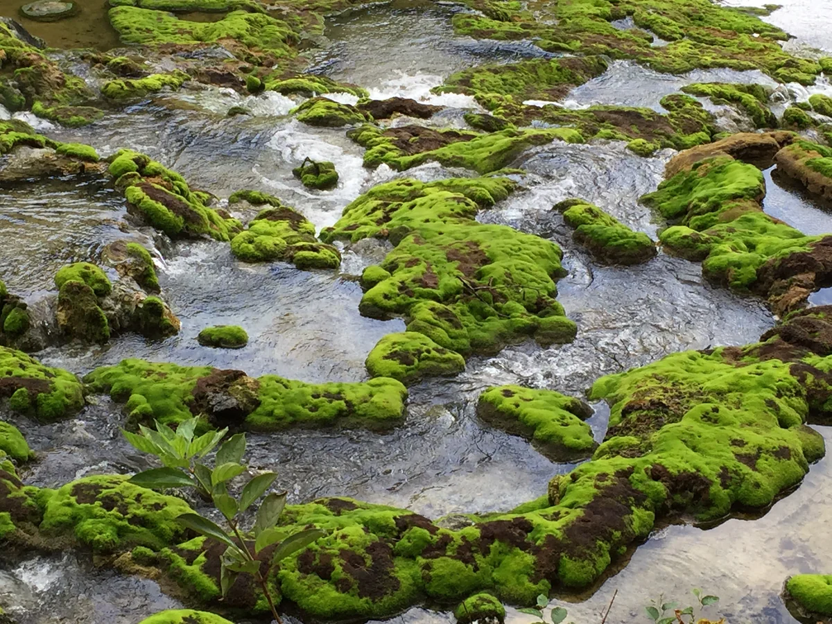 投稿写真：チャツボミゴケ公園