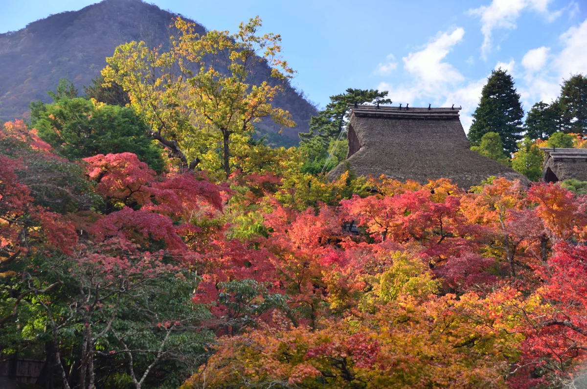 投稿写真：箱根美術館　紅葉と藁葺の屋根