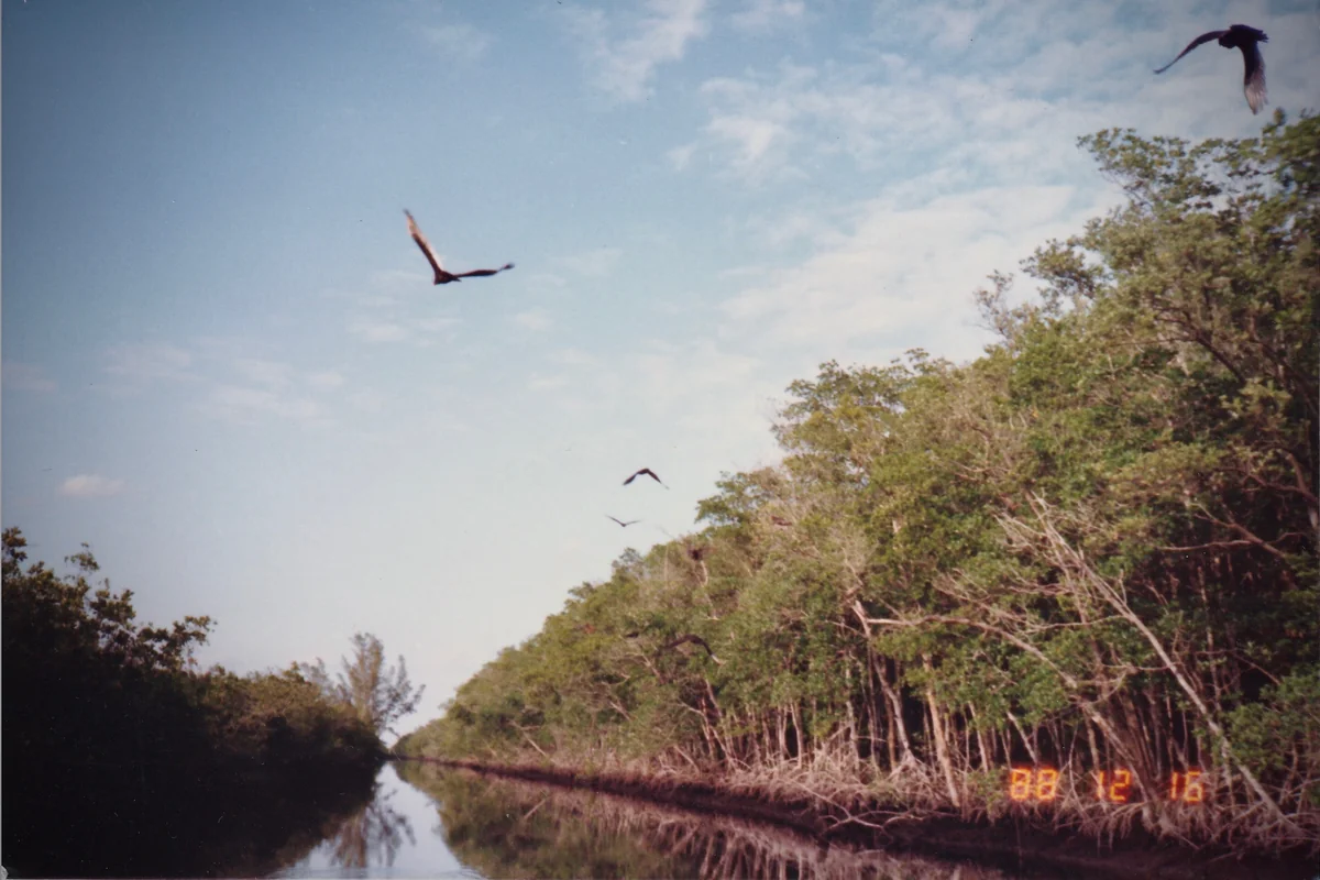 投稿写真：フロリダ州にある湿地帯。