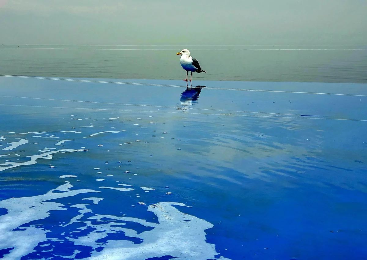 投稿写真：休憩中のカモメさん