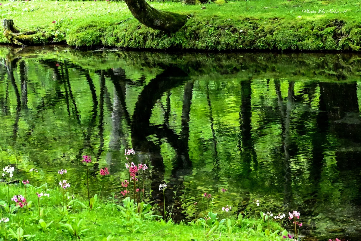 投稿写真：千手ヶ浜のクリンソウ