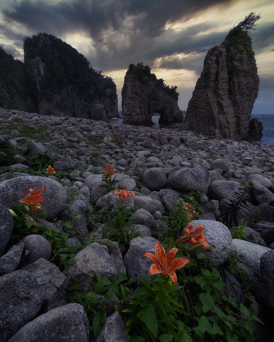 投稿写真：スカシユリと夕刻