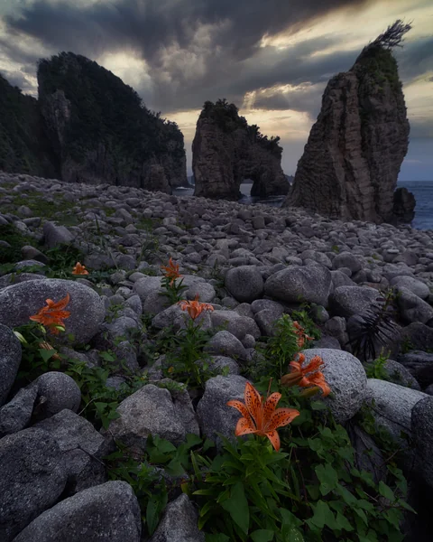 投稿：スカシユリと夕刻