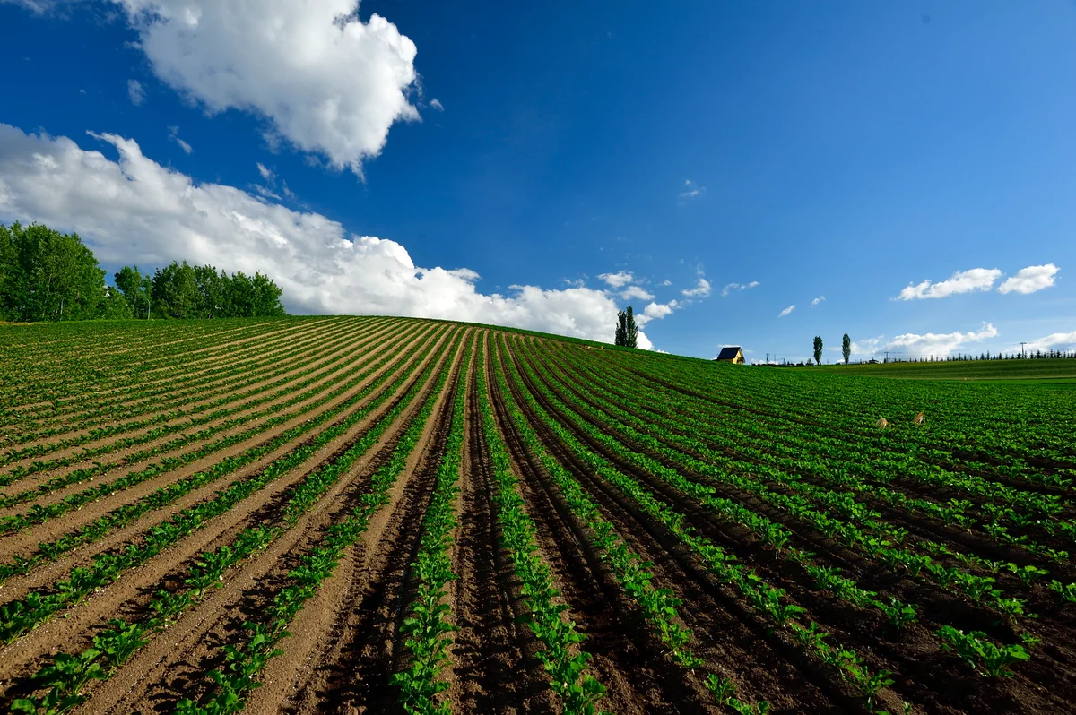 投稿写真：美瑛の丘
