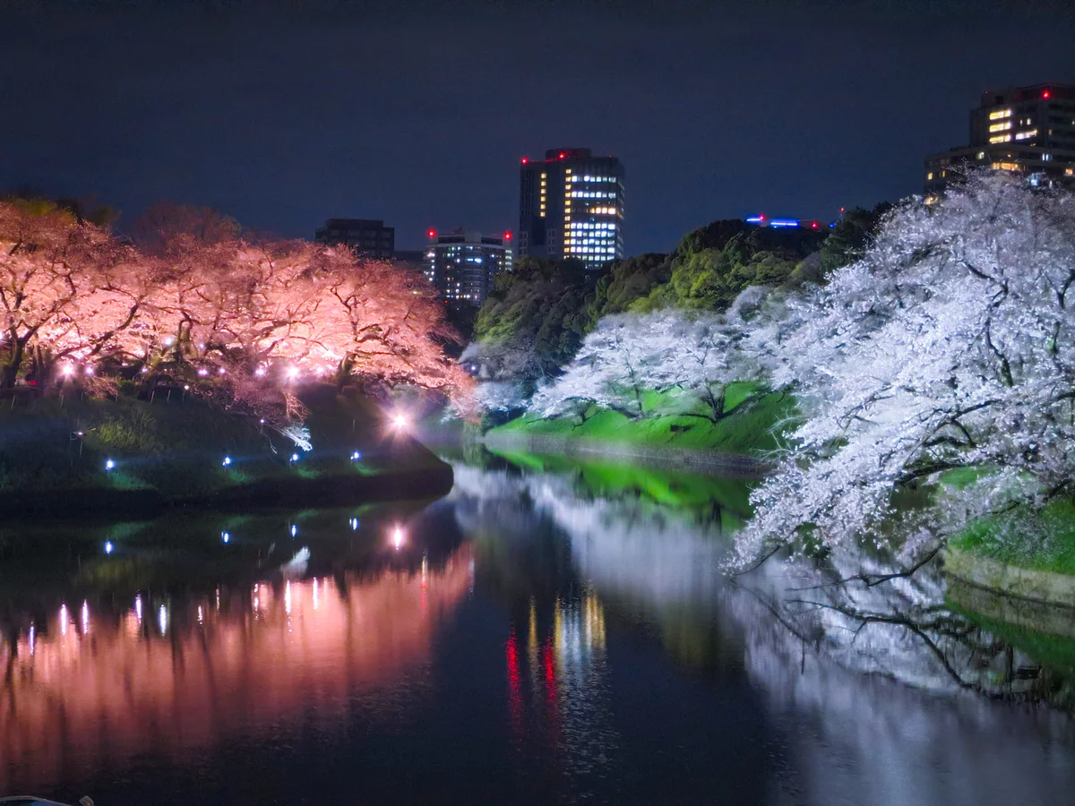 投稿写真：夜桜リフレクション