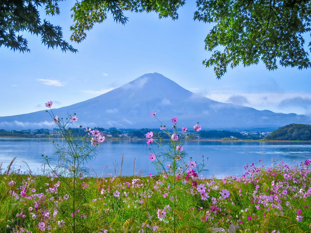 投稿写真：コスモスと青モミジと富士山
