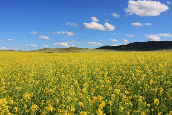 投稿：モンゴルの菜の花畑