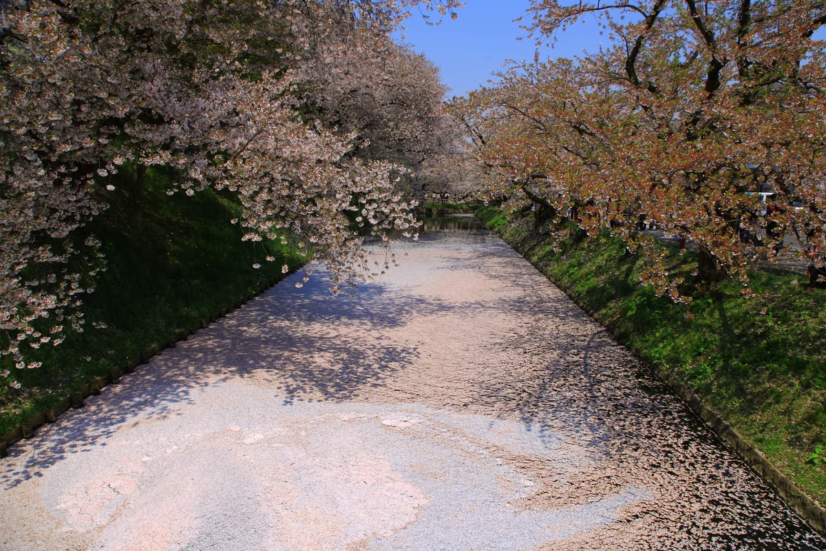 投稿写真：弘前城公園の花筏