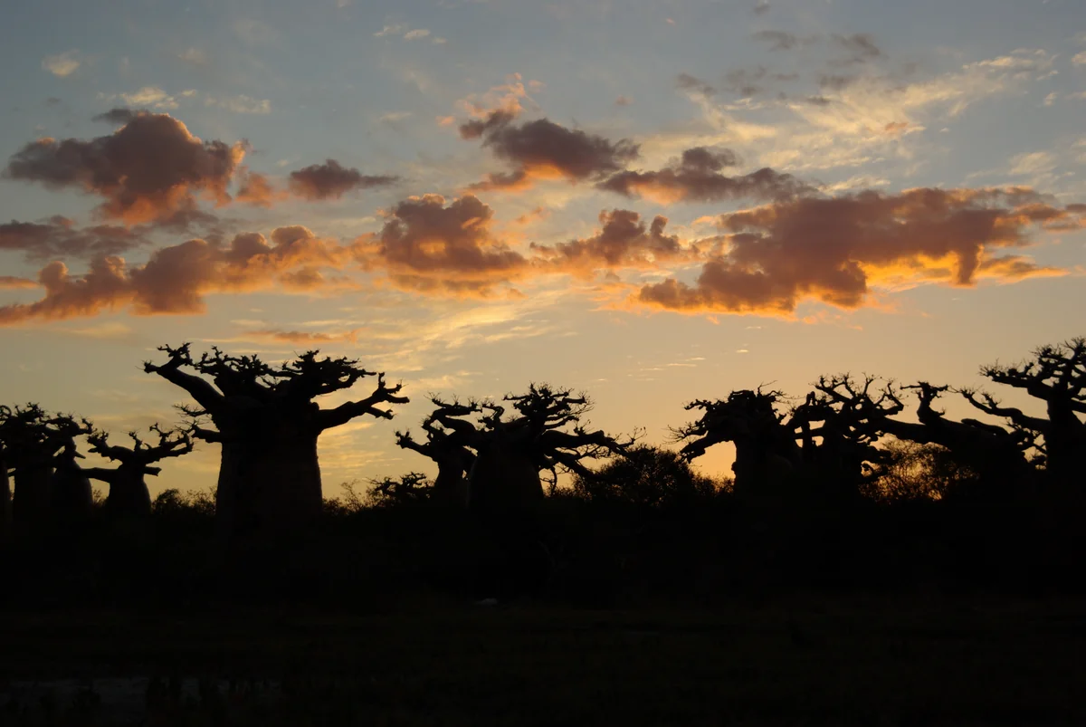 投稿写真：怪獣襲来！