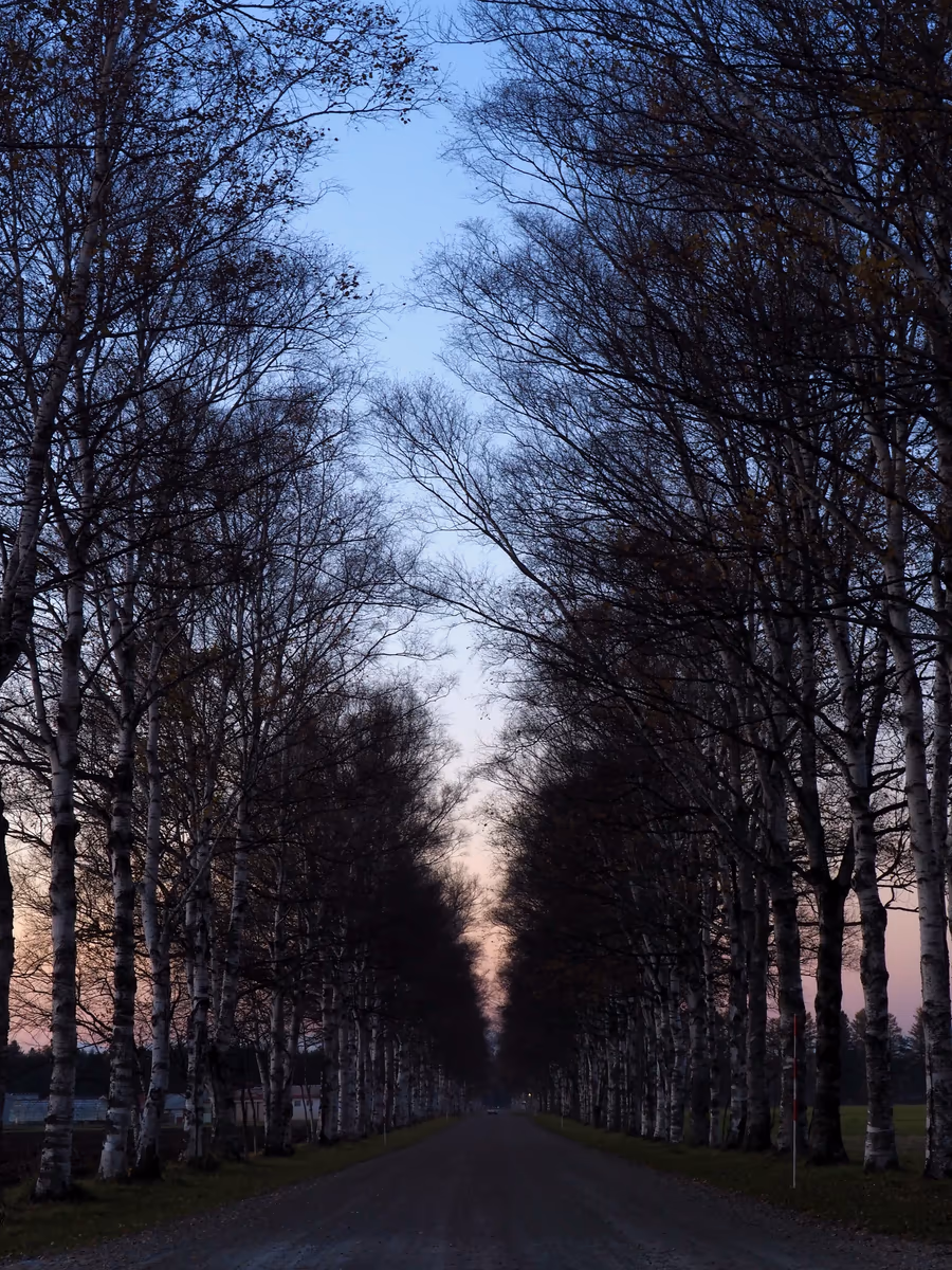 投稿写真：夕暮れの白樺並木