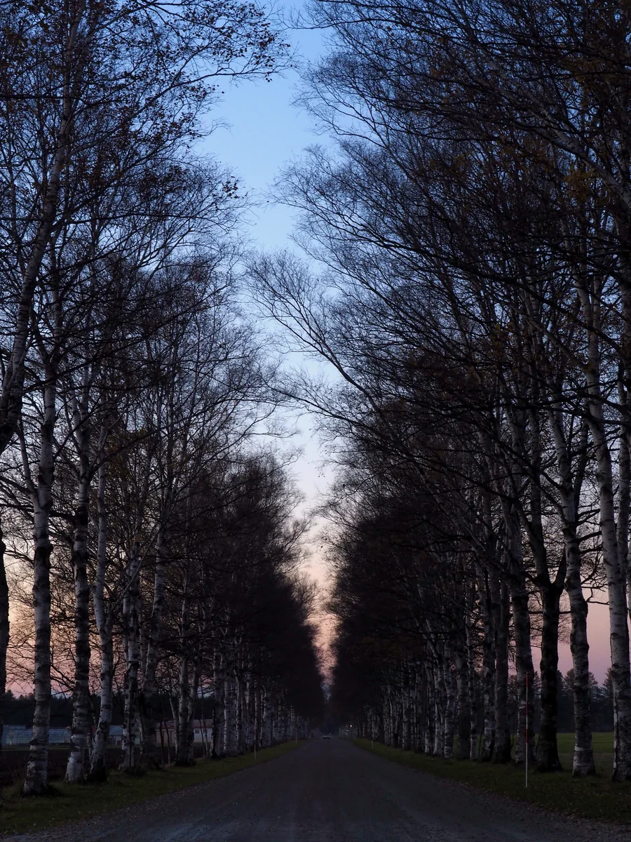 投稿写真：夕暮れの白樺並木