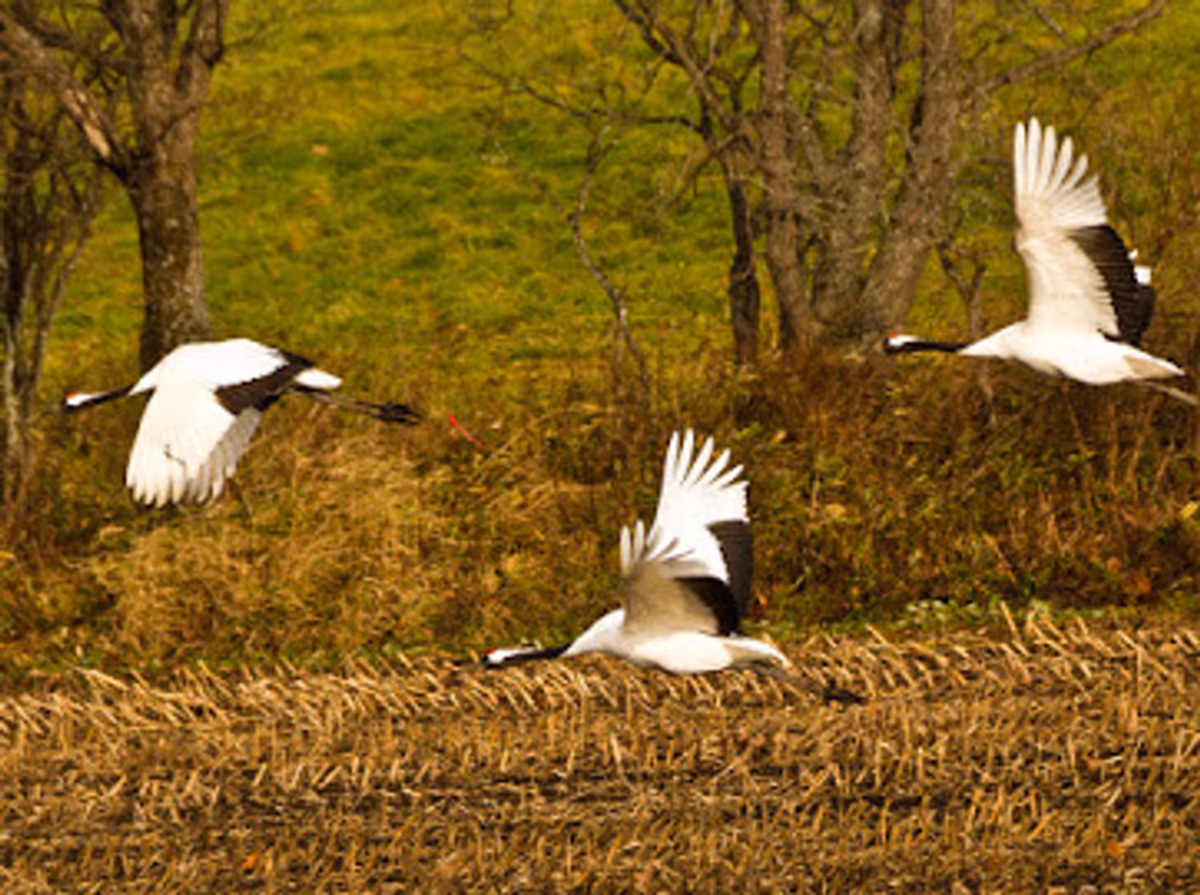 投稿写真：Japanese crane