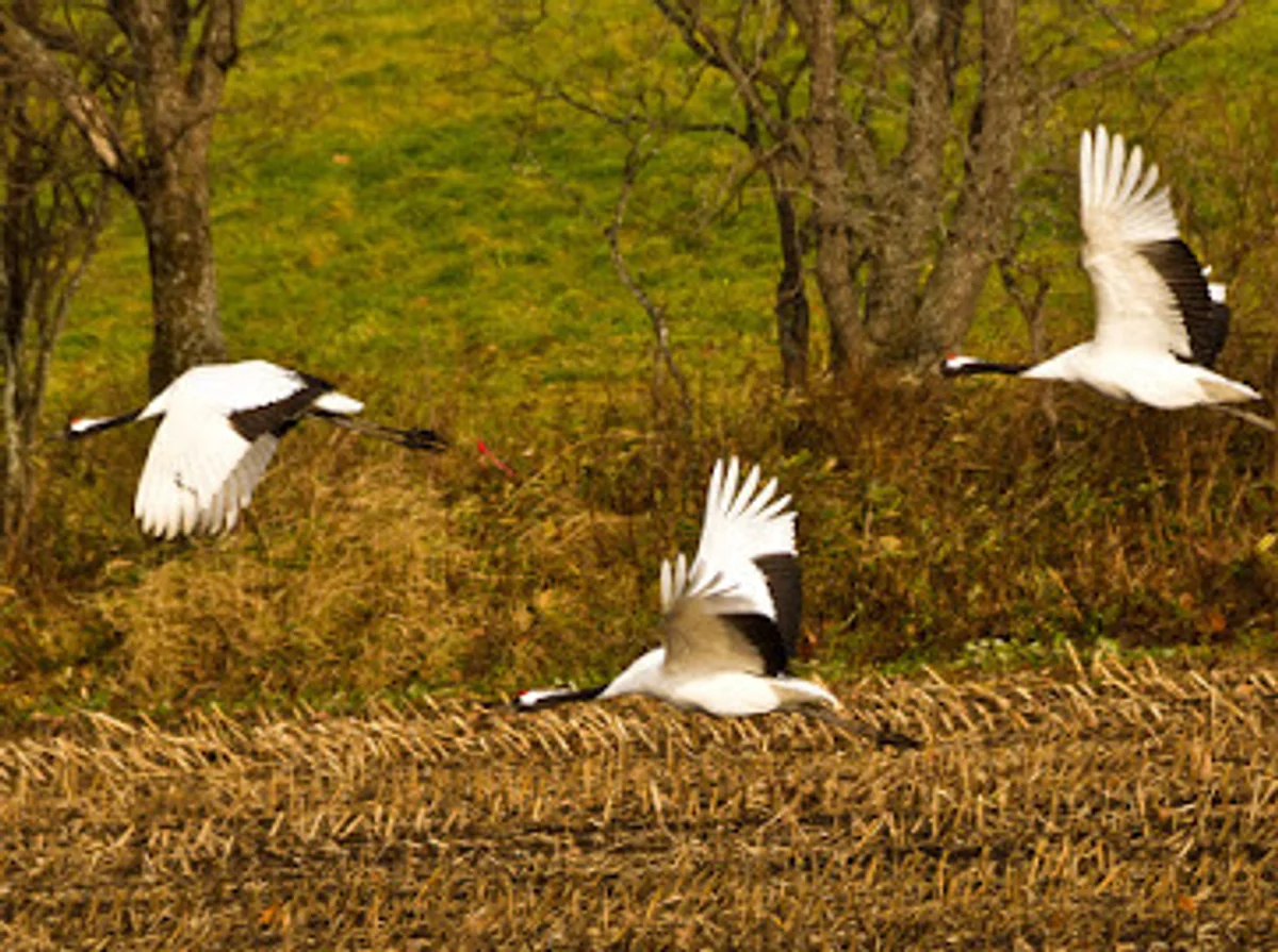 投稿写真：Japanese crane