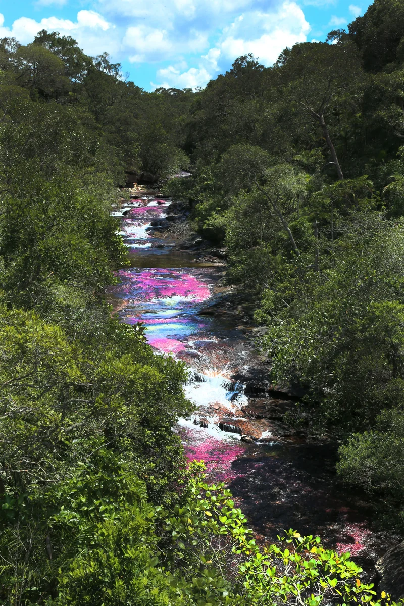 投稿写真：Caño Cristales