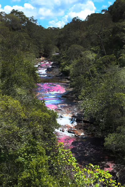 投稿：Caño Cristales