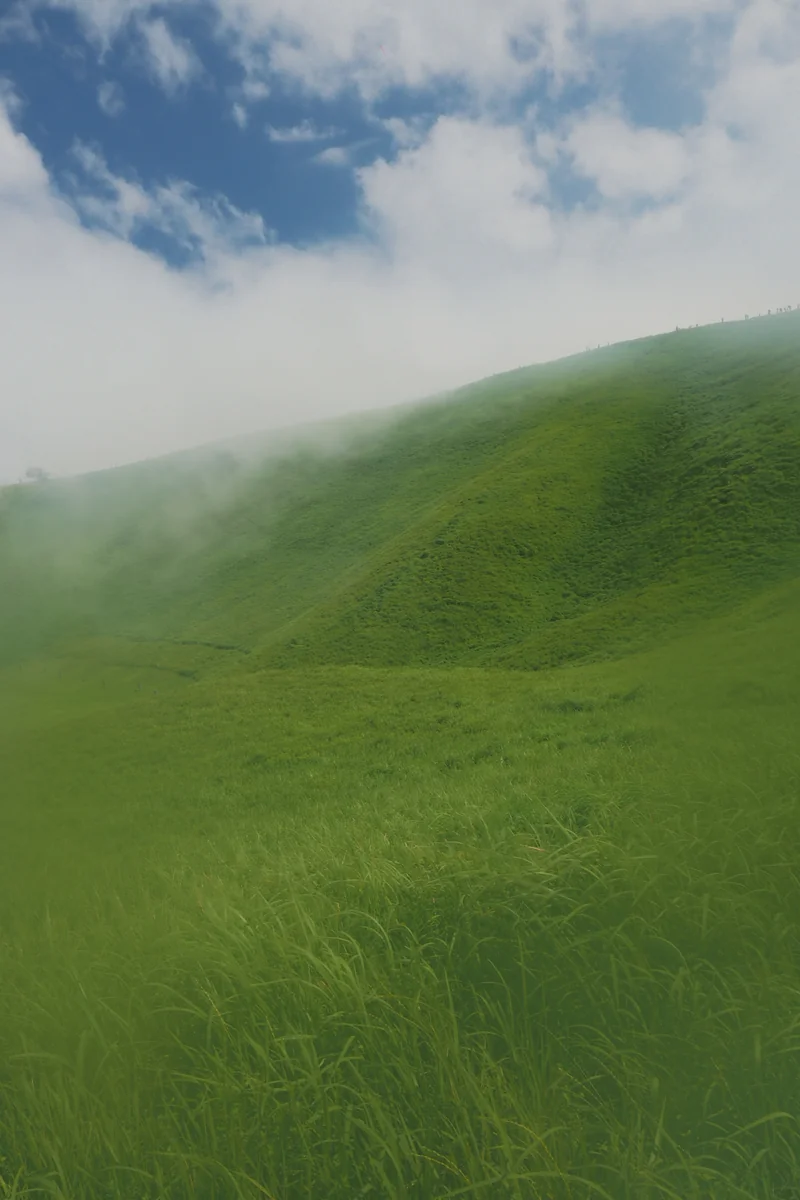 投稿写真：伊豆大室山　青草彩々