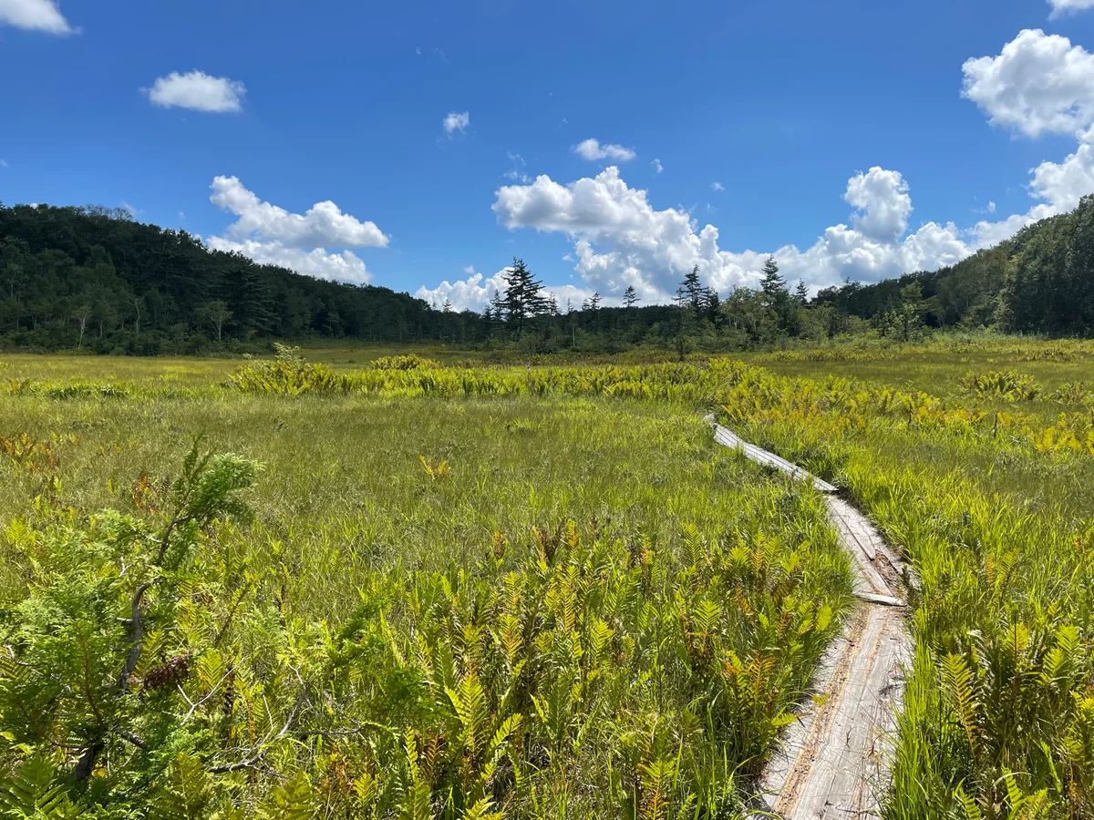 投稿写真：駒止湿原　白樺谷地