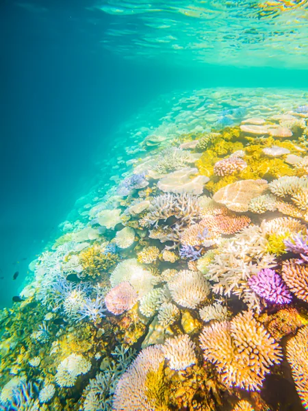 投稿：カラフルサンゴの崖