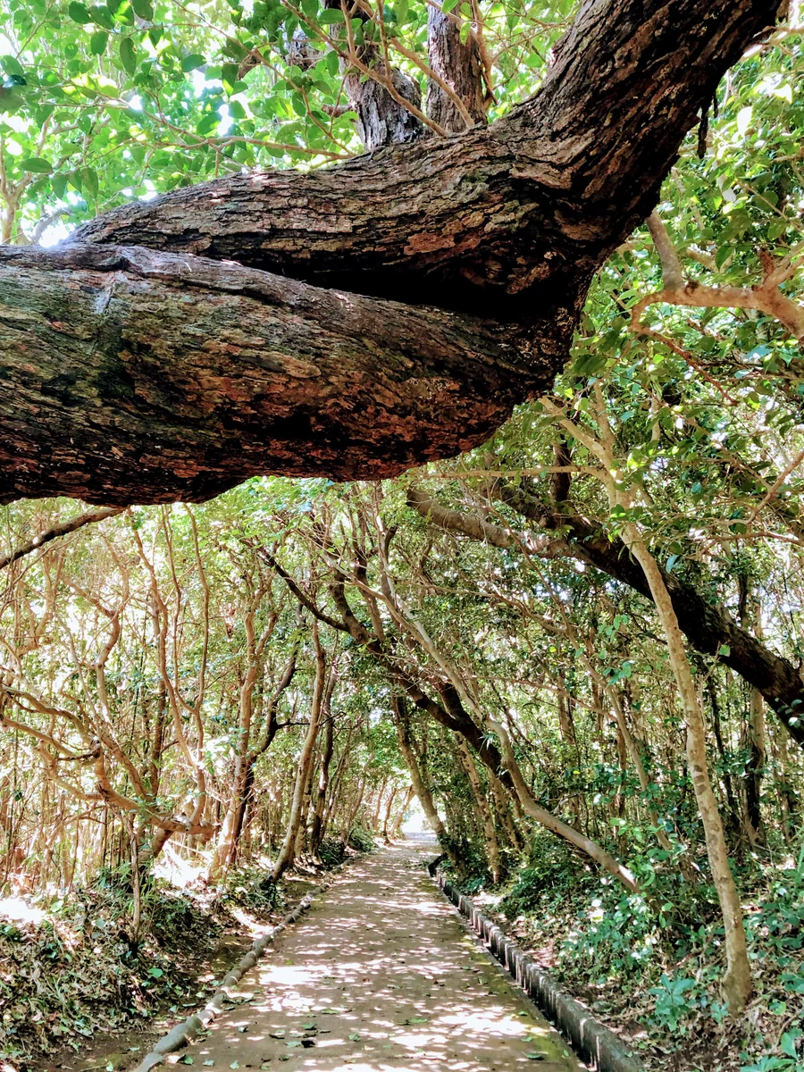 投稿写真：足摺岬の小道