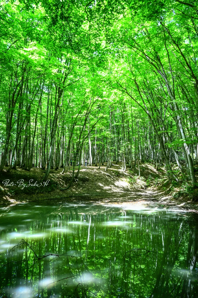 投稿写真：新緑の美人林