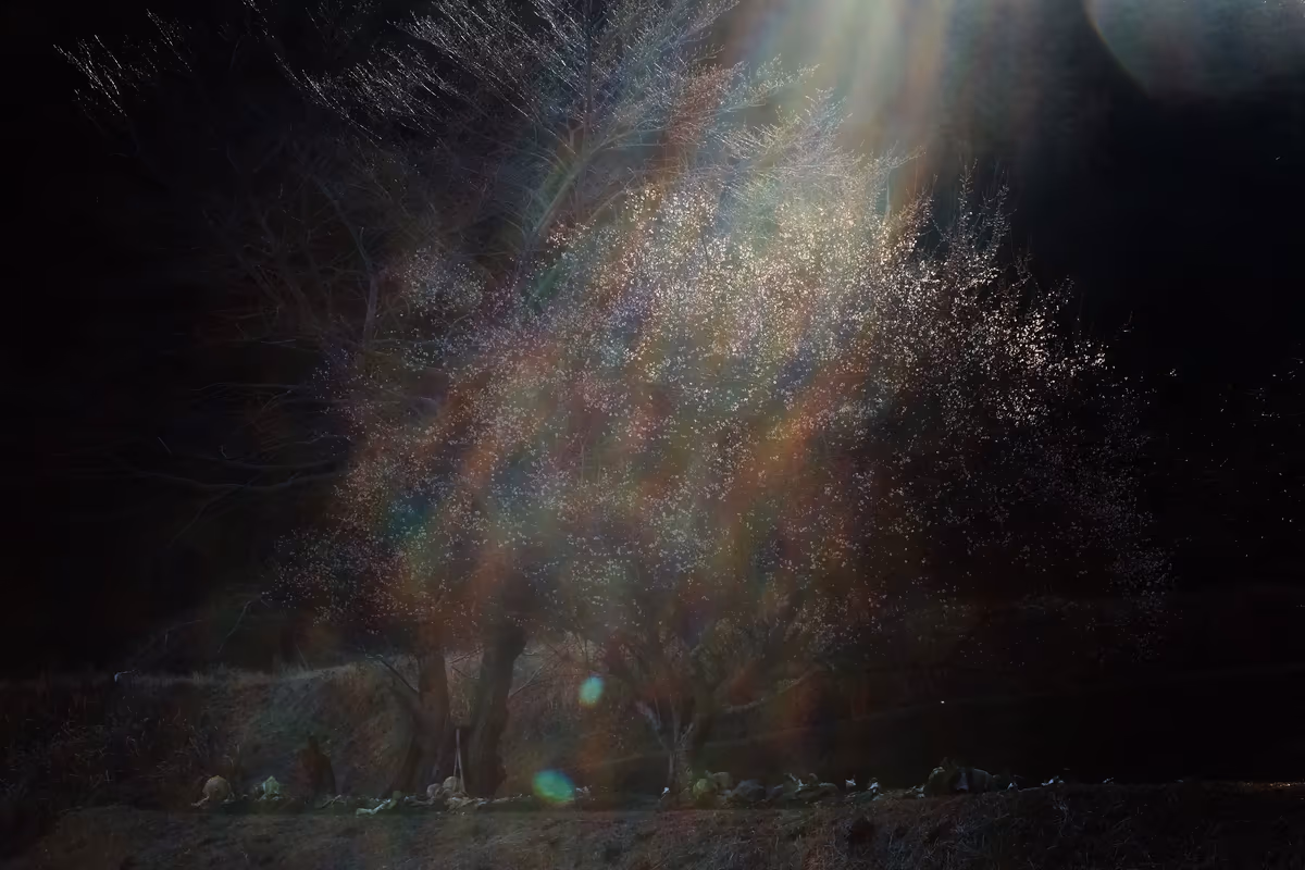 投稿写真：光花