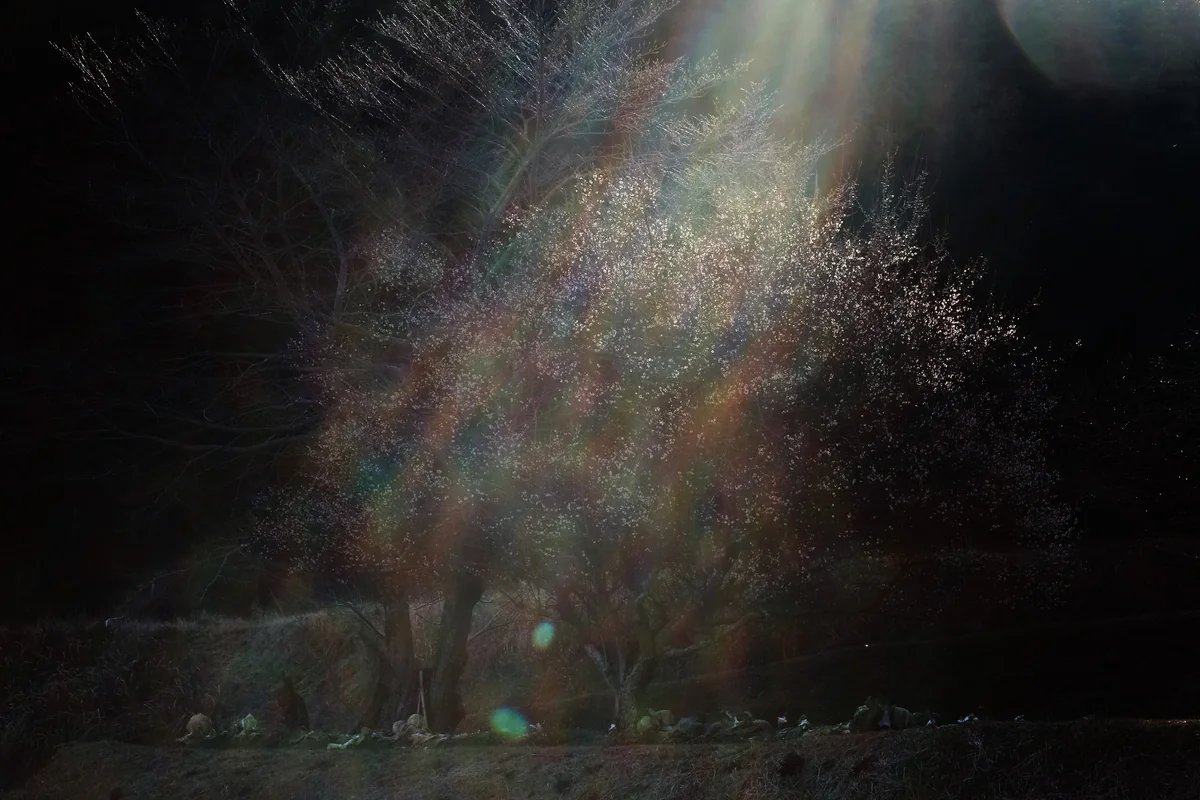 投稿写真：光花