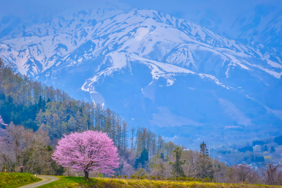 投稿写真：残雪の八方尾根と野平の一本桜