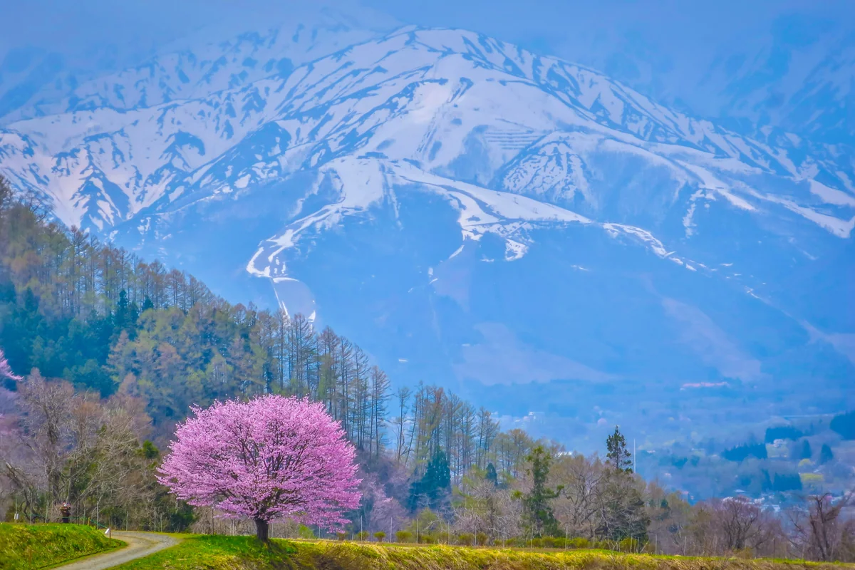 投稿写真：残雪の八方尾根と野平の一本桜